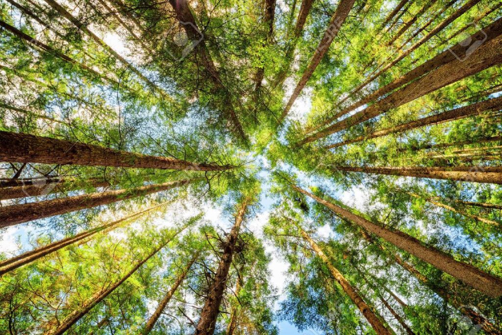 52449844 bottom view of tall old trees in evergreen primeval forest of jiuzhaigou nature reserve jiuzhai